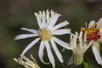 Pine barren whitetop aster